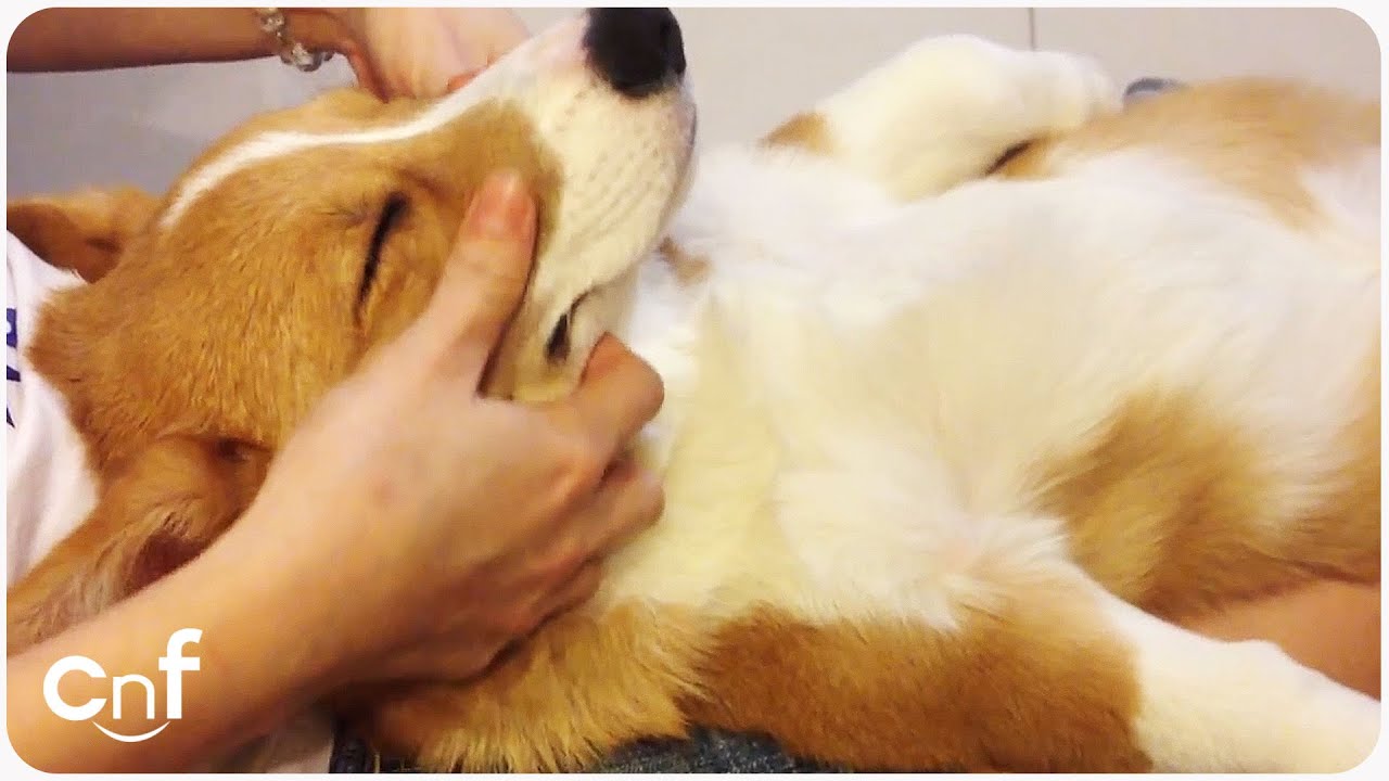 dog getting massage spa