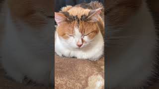 ASMR Purr. Purring Cat sound for Relax. Relaxing video for sleep. Funny Cat video for Relaxation