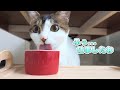 猫たちは好奇心の塊│猫との日常シリーズ #5