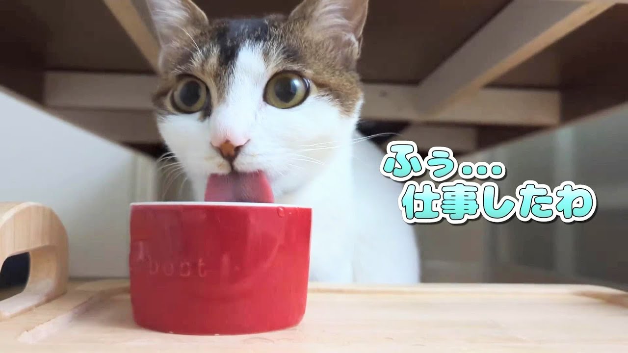 猫たちは好奇心の塊│猫との日常シリーズ #5