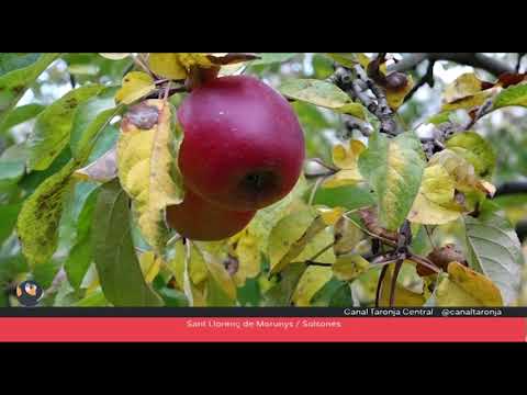 Vídeo: Els Beneficis De La Cendra De Muntanya I La Collita De Fruits
