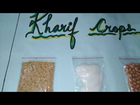 Rabi crops and kharif crops| Project made by 8 year old Daim? #daim #rabikharifcrops #project #video