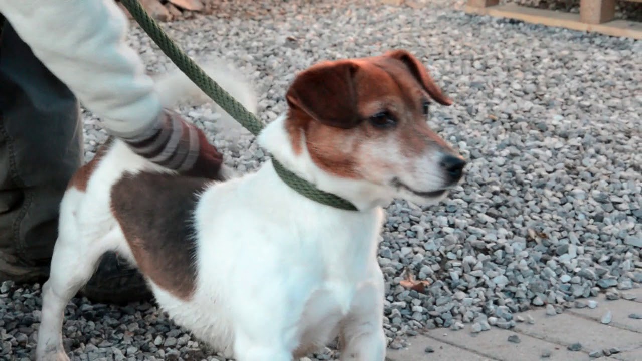 Sans Collier Asbl Filou