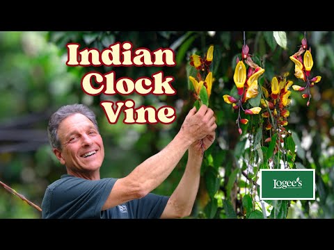 The Spectacular Indian Clock Vine! - YouTube