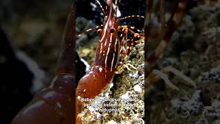 Tahukah Kalian!!! Beberapa Fakta Unik Tentang Udang?