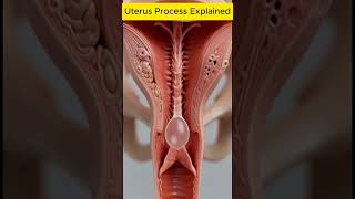 What Really Happens Inside The Uterus? Realistic Medical Animation