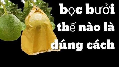 Hướng dẫn Bọc trái bưởi thế nào là đúng cách #chăm sóc bưởi diễn