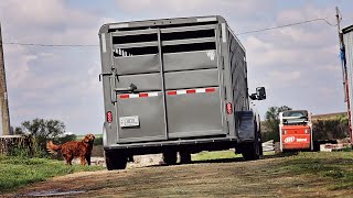 Selling Steers and Using The New Trailer!