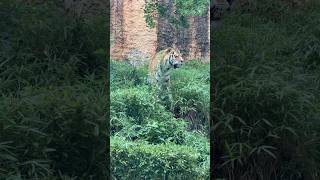 Angry Tiger Reacts to Lion Feeding Time! | #tiger #lion #zoo #wildlife #animalshorts #viral #shorts
