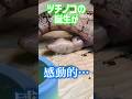 ツチノコの誕生が感動的…！ #爬虫類 #reptiles #shorts #ふじぴこ