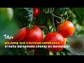 🍅 Mujeres que cultivan esperanza: el éxito del tomate chonto - TvAgro por Juan Gonzalo Angel