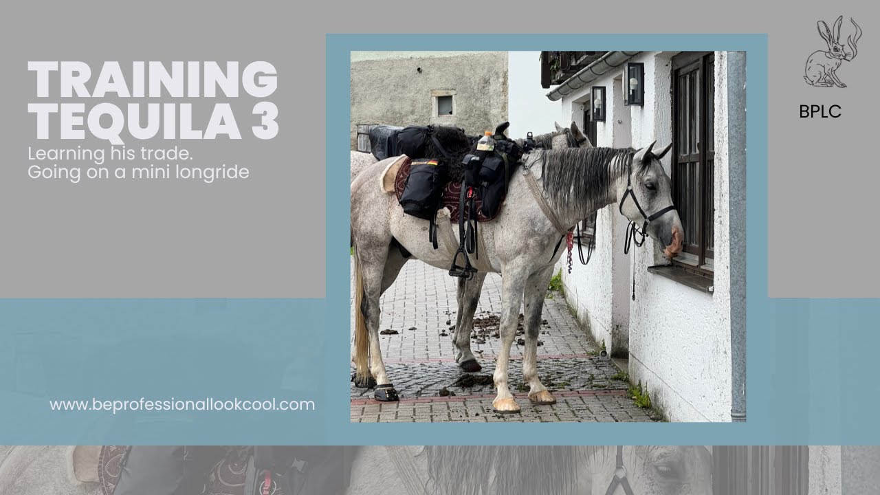 Training Tequila. Part 3. “Learning his trade.”