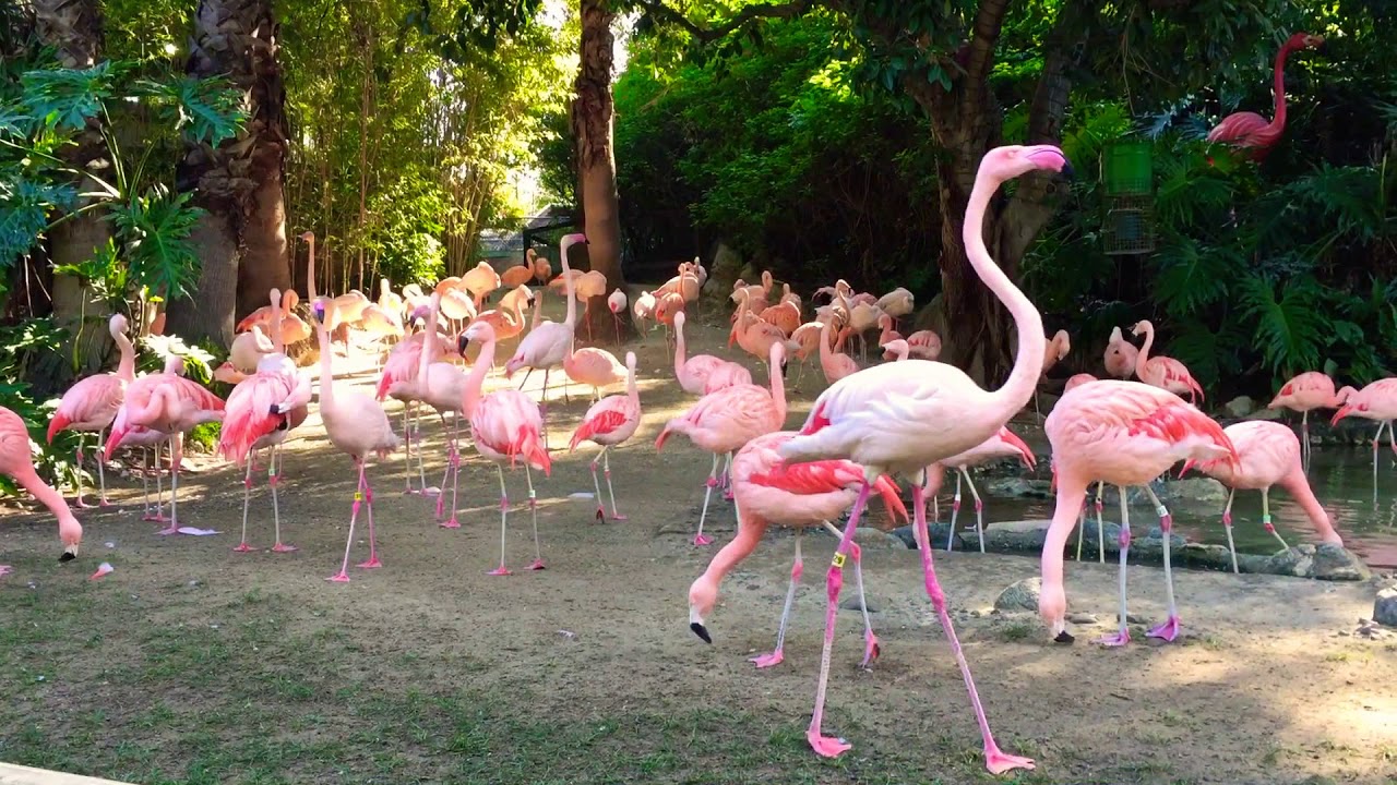 Flamingos  YouTube