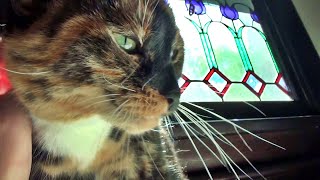 Its Kits Cats Time Again!
