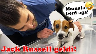 ŞAKACI KÖPEK! 😂 Jack Russell Köpek Sempatikliği Huzurlarınızda! 😍