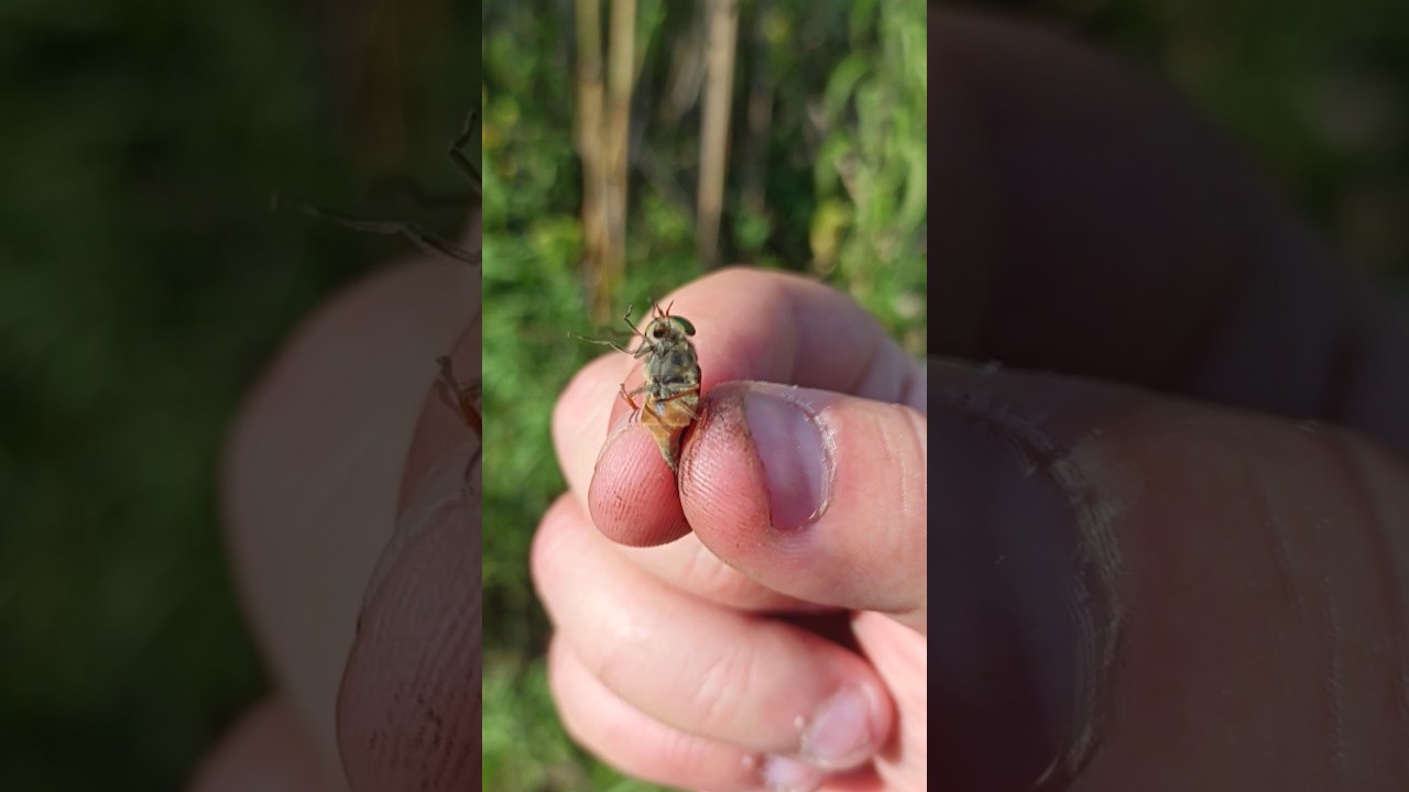 Укус самой ядовитой мухи-слепень. Последствия укуса