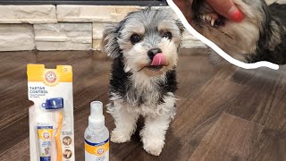 How to Brush Your Dog's Teeth with Arm & Hammer Enzymatic Toothpaste | Pet Dental Care
