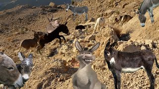 Donkey Riding In The Mountains Donkey Riding Donkey Donkey Mountains All Donkey Riding