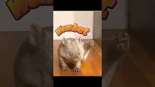 Wombat 🤔 #trending #Akshitminivlog001 #shortvideo #minivlog #facts