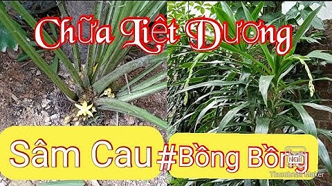 Công Dụng SÂM CAu và Bồng Bồng l Phân Biệt Sâm Cau Và Bồng Bồng l Thuốc Vlogs