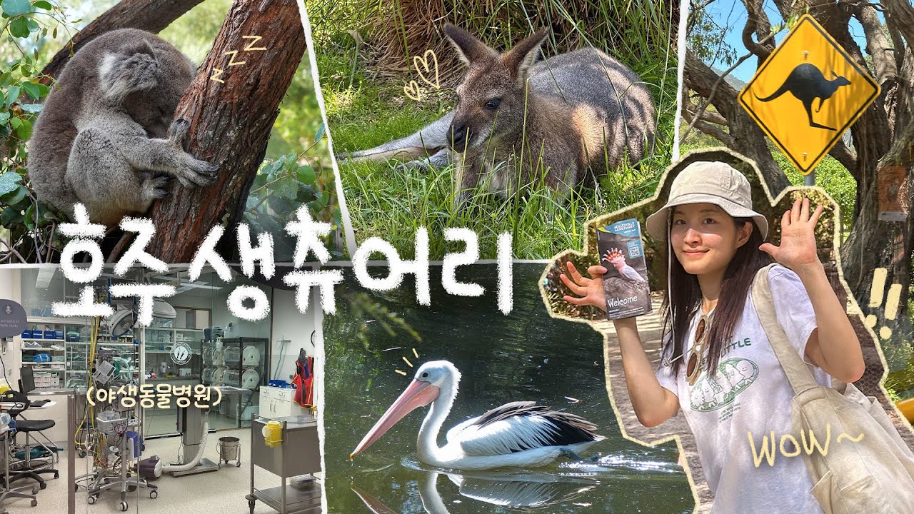 Это не зоопарк!! Я был в заповеднике, и это было потрясающе💥Вот оно🐨🇦🇺