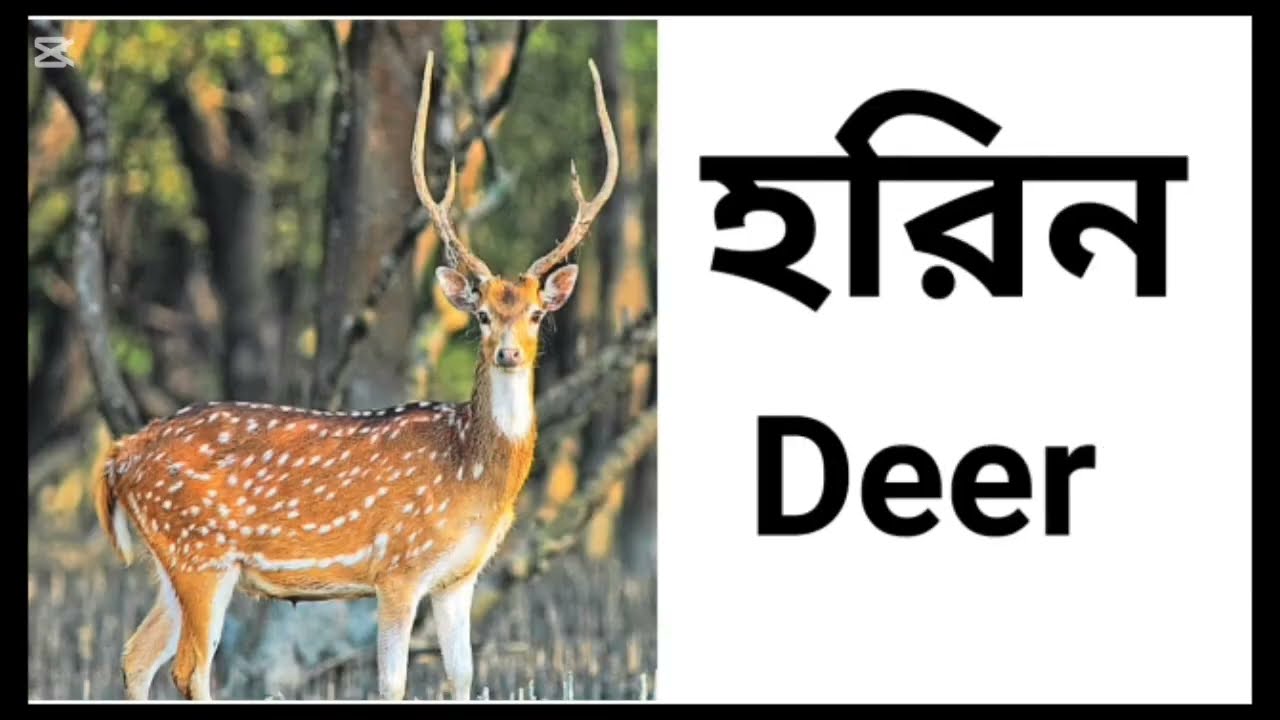 এক নজরে ৬০টি পশু পাখির ইংরেজি নাম জেনে নিন | Animal English Name | পশু পাখির ইংরেজি নামের তালিকা