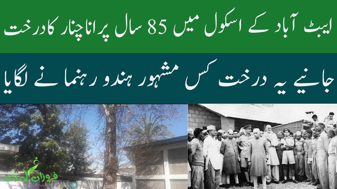 Story of 85 years old poplar tree in Abbottabad | Farozaan | Naveed ...