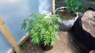 GrowOya Huglekultur Outdoor Cannabis 2017