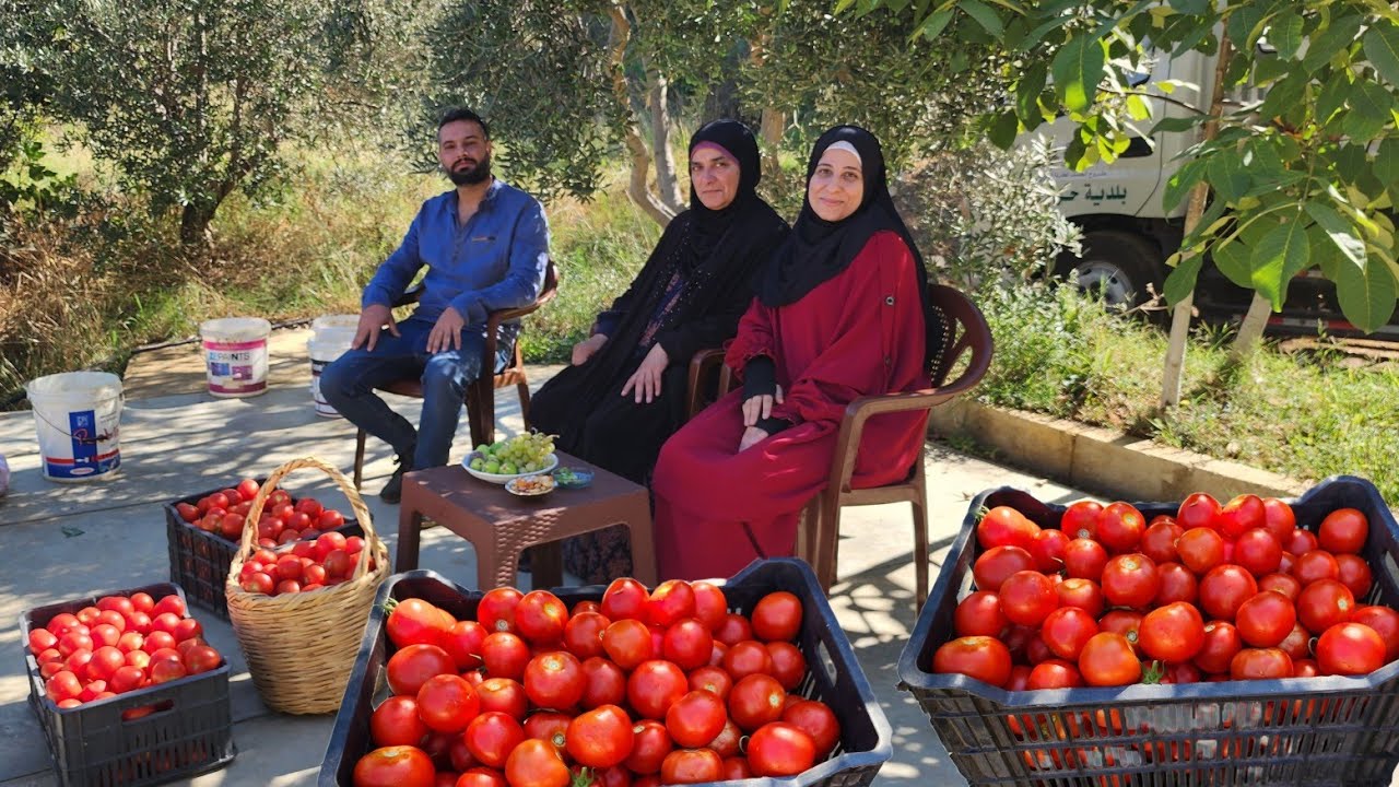 انعزمنا بالضيعة المجاورة عقطاف البندورة😍🇱🇧صبحية عند متابعينا بأجمل قرى لبنان(حرار)❤️