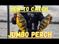 How to Catch JUMBO PERCH on Lake Simcoe- *WARNING* BIG PERCH