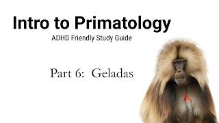Geladas, Sexual Selection, and Conflict Between the Sexes | Intro to Primatology Part 6