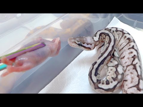 孵化した蛇の赤ちゃんに初めて餌やりをしてみます - YouTube