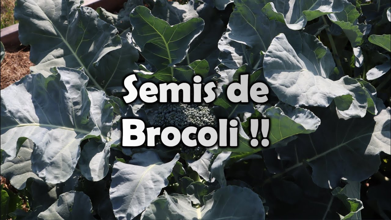 Québec | BROCOLI | Mes MEILLEURS conseils pour bien réussir ses semis | et plus !