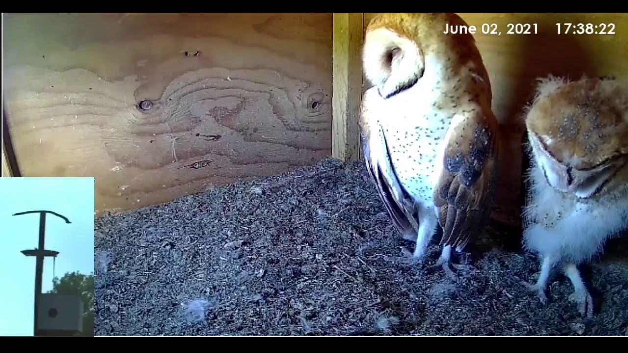 Owl Live Tv Owl Live Tv