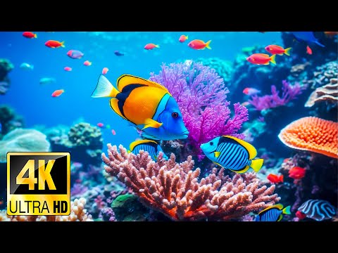 Marine Life 4K 🐳 Lost in the Wonderful Ocean World in 4K TV HDR | Peaceful and Relaxing Piano Music