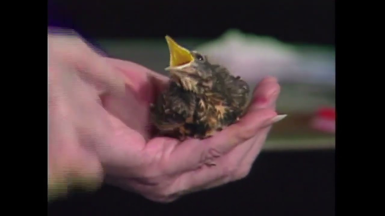 Bob ross shows his bird | Bobross