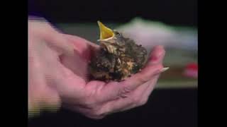 Bob Ross Shows His Bird  Bobross