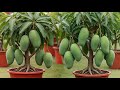 Unique Technique: Grafting Mango Tree Cutting Faster With Aloe Vera,a great way to graft mango tree