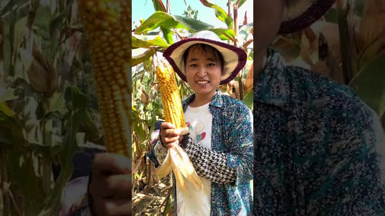 前两天帮老妈种的包谷给掰完了，今天又要给孩子公公给我们打下的这块包谷地也收入囊中，这不天还没亮就来到山上了 ，从早上5:00多干到上午10:00多钟才干完#记录真实生活 #农村生活#二胎妈妈