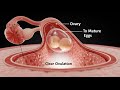 The Journey of Human Fertilization – From Cell to Soul