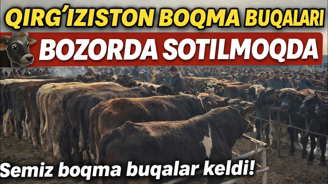 ЁР СИТИ БОҚМА БУҚАЛАР ВА ЎСПИРИН БУҚАЧАЛАР НАРХЛАРИ