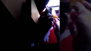 my cat likes Doritos @bakufan06