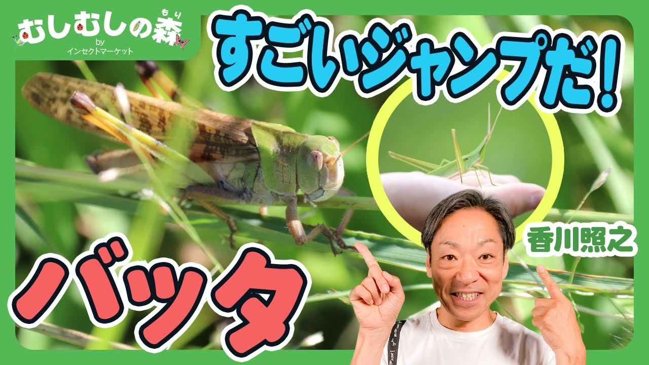 Insects] The secret of grasshopper's jumping power [Mushi
