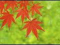 倍賞千恵子「小さい秋みつけた」Founded Small Fall
