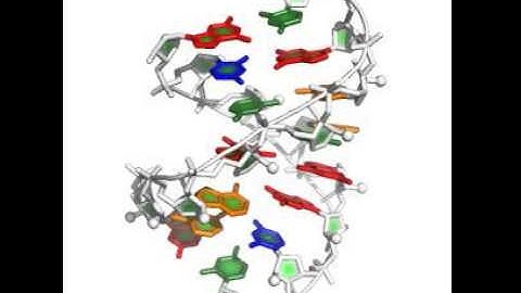 signal recognition particle RNA -- illustration of stepwise monte carlo