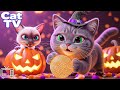 CAT TV Entertainment Videos For Cats To Watch Ultimate Cartoon For Cats To Soothe Cat S Anxiety 
