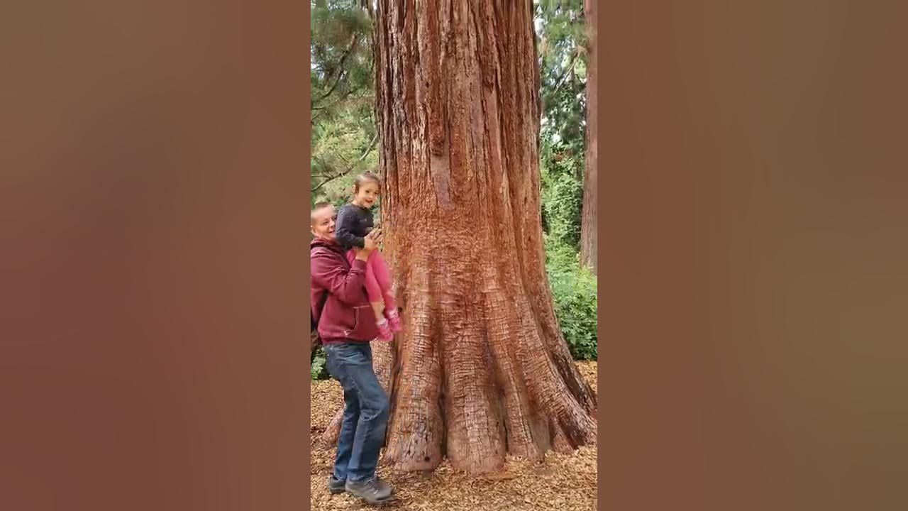 Größter Baum der Welt/Biggest Tree YouTube