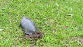 Painted turtle digging nest