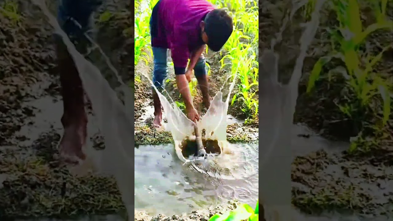 Traditional Farm Irrigation! 🌊🌽 