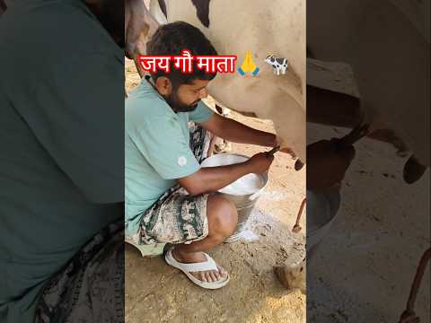 please subscribe my channel 🙏 #shortsfeed #cow #dairyherd #farming #gaumata